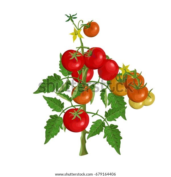 Tomato Bush Fruits Flowers Vector Illustration Stock Vector (Royalty ...