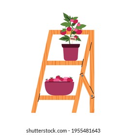 Tomato bush in pot on wooden shelves, cartoon flat vector illustration isolated.