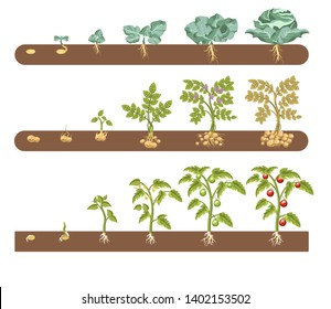 Tomato cabbage and potato plant growing and cultivation stages