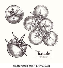 Tomato. Cherry tomatoes on a branch. Vegetable. Vector Hand Drawn. Line art. Sketch Botanical Illustration. Eco healthy food. 