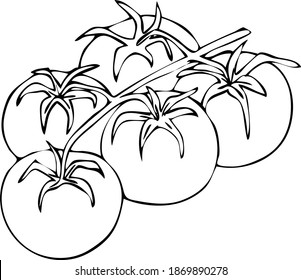 Tomato. Cherry tomatoes on a branch. Bunch of tomatoes. Graphic drawing.