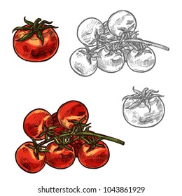 Tomato and cherry tomatoes sketch icon. Vector isolated symbol of fresh farm grown vegetarian tomatoes bunch vegetable for veggie salad or grocery market and botanical design