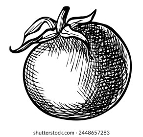 Ilustración vectorial de tomate y cereza. Dibujo de vegetal vegetariano pintado por tintas negras sobre fondo aislado en estilo lineal. Grabado de planta para etiqueta de producto. Contorno de grabado de comida para icono.