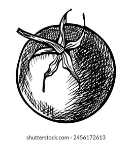 Tomato Cherry vector illustration. Drawing of vegetarian vegetable painted by black inks on isolated background in linear style. Engraving of plant for product label. Outline etching of food for icon.