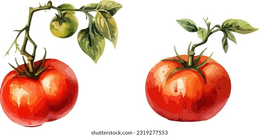 Clipart de tomate, ilustración vectorial aislada.