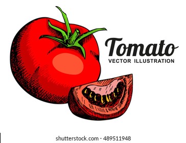 Tomato color vector illustration. Isolated tomato and sliced piece. Vegetable engraved style illustration. Detailed vegetarian food sketch. Farm market product.