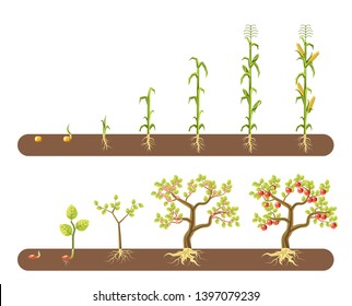 Tomato and corn or maize plant growing stages isolated garden vector vegetables stem and tree cultivation and harvest leaves and roots ground and soil field and crop plantation and agriculture.