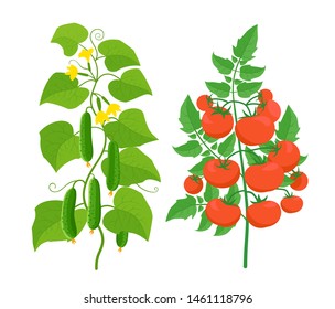 Tomato and cucumber plant. Vegetable harvest. Vector illustration. Ripe red tomatoes on a bush and green cucumbers.