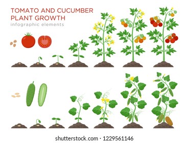 Tomato and cucumber plants growth stages infographic elements in flat design. Planting process from seeds sprout to ripe vegetable, plant life cycle isolated on white background vector illustration.