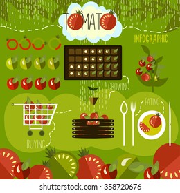 Tomato cultivation, infographics. Vector.