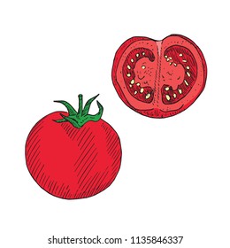 Tomato and cut slice, hand drawn doodle, drawing, sketch, vector color illustration