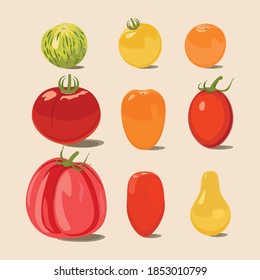 Tomato. Design vector elements isolated.