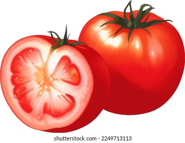 Tomato Detailed Beautiful Hand Drawn Vector Illustration