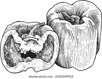 Tomato with detailed engraving style