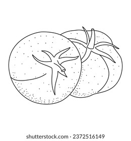 Doodle de tomate. Iconos dibujados a mano de boceto de verduras. Ilustración vectorial aislada en estilo de línea de doodle.