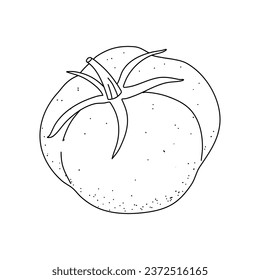 Tomato doodle. Hand drawn sketch icons of vegetable. Isolated vector illustration in doodle line style.