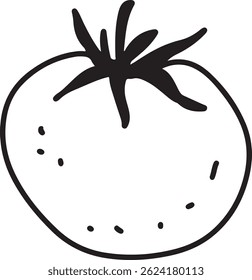 Tomato drawing, engraving, ink, line art, vector