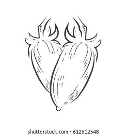 Tomato drawing icon design