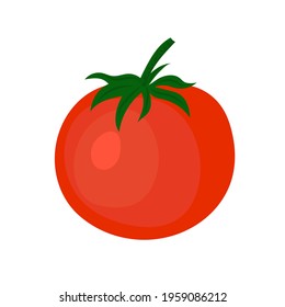 tomato drawing on white background, vector illustration