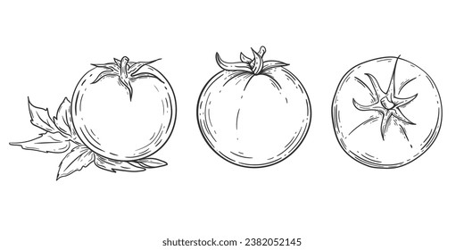 Tomato drawing .Vegetable .Organic Food, sauce, dishes component. Vector illustration.
