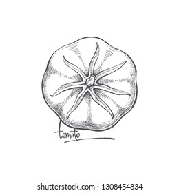 tomato drawn, tomato raf, sketched by hand, vector image