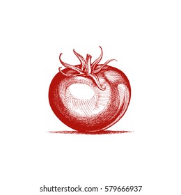 tomato drawn, sketched by hand, vector image