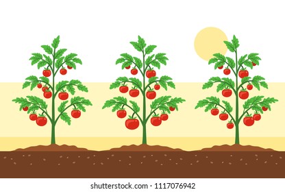 Tomato field vector illustration