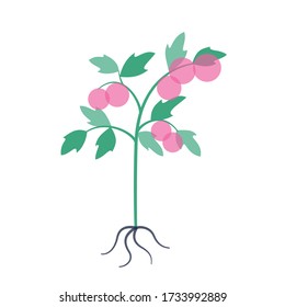 Tomate. Flachvektorbild auf weißem Hintergrund. Gartenbau und gesundes Lebensmittelkonzept für Plakate, Banner