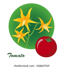 Tomato. Flowers and fruit