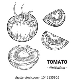 Tomato fresh food vector hand drawn illustration, drawing, engraving, ink, line art, vector.
