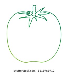 tomato fresh isolated icon