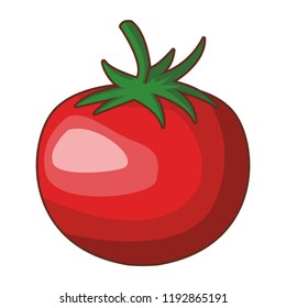 Tomato fresh vegetable