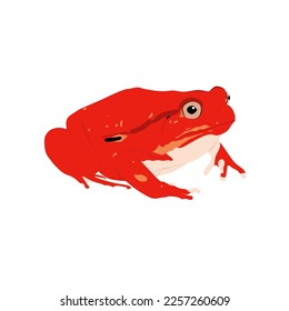 Tomato frogs, Dyscophus antongilii are native to Madagascar. Frog vector design, png image with transparent background