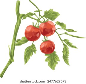 Tomatenfrucht botanische Malerei Illustration