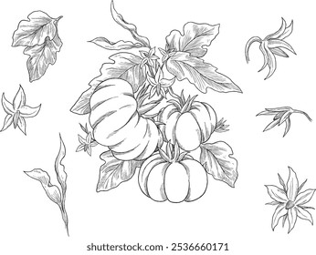 Tomato fruit botanical sketch illustration