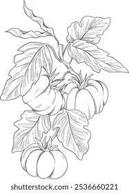 Tomato fruit botanical sketch illustration