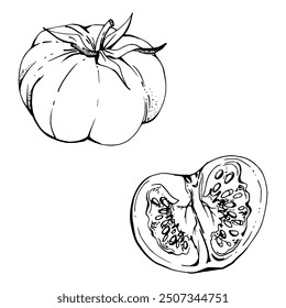 Tomato fruit vegetable for diet and healthy lifestyle, vegan cooking. Hand drawn vector ink. Illustration single object isolated on white background. Design for recipe book, website, card, menu