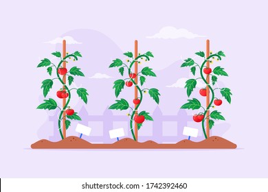 Tomato Garden. Vector Illustration Of Red Ripe Tomatoes In Vegetable Garden.