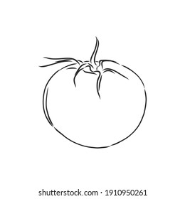 Tomato. Graphics. Illustration. Vector. tomato vector sketch illustration