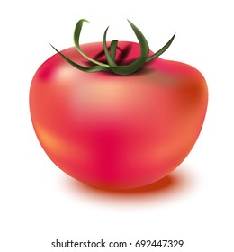 Tomato with green tail. Realistic vector illustration on white background. 