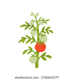 Tomato growing stages set with seeds, seedlings, plant in pot and ripe vegetables on vine. Flat vector illustration of home gardening process, organic farming and harvest elements
