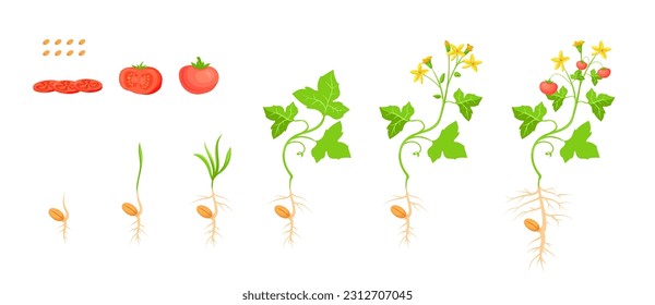 Tomato growth cycle. Tomatoes seedlings sequence, red fruit sliced ingredients and vegetable plant seed progression life stage cartoon sprout pomodoro evolution vector illustration of tomato seedling