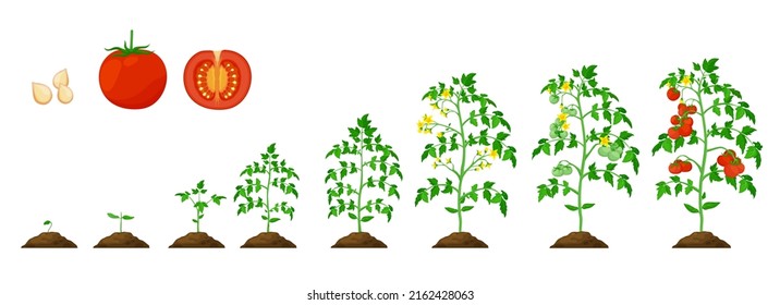 Tomato Growth Stage, Vegetable Plant Grow Cycle Of Agriculture Seedling. Cultivation Tomato Process Vector Phases From Seed To Sprout, Garden Vegetables Crop And Farm Harvest