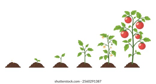 Tomato Growth Stages Illustration. Vector Cartoon Showing Tomato Growth From Seed, Germination, Sprouting, Flowering to Mature Plant with Ripe Fruits. Design Template for Education, Gardening