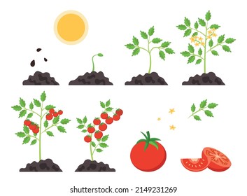 Tomato growth stages. Infographics and social media stickers collection with plants and vegetables. Vitamins, natural and organic products. Vegetarian nutrition. Cartoon flat vector illustration