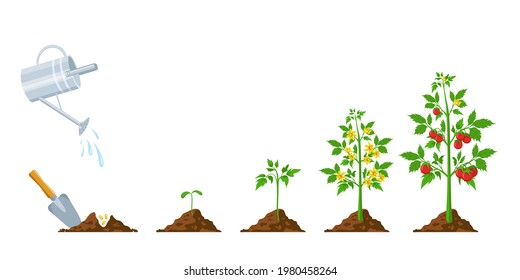 Tomato growth. Stages of plant seeding, flowering and fruiting. Vegetable green sprout grow. Agriculture planting process vector infographic. Plant life cycle with blossom and tomatoes