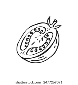 Tomato half. Hand drawn vector illustration in outline style.