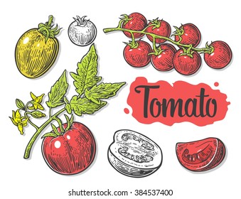 Tomato, half and slice. Engraved vintage vector illustration black drawn. Isolated white background