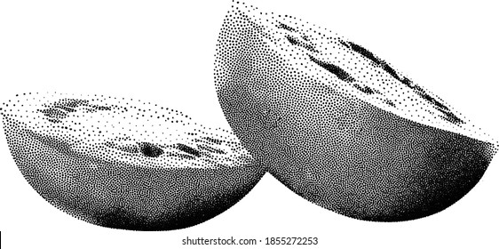 Tomato half vector in dotted monochrome and minimalist style. Typical ingredient for Italian kitchen. Isolated on white background