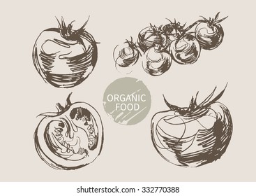 tomato hand draw sketch, vector